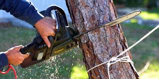 Best Tree Maintenance Programs  in Blue Grass, IA