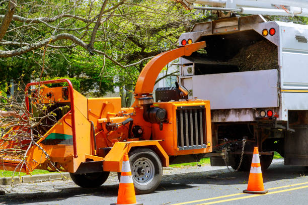 Best Tree Mulching  in Blue Grass, IA